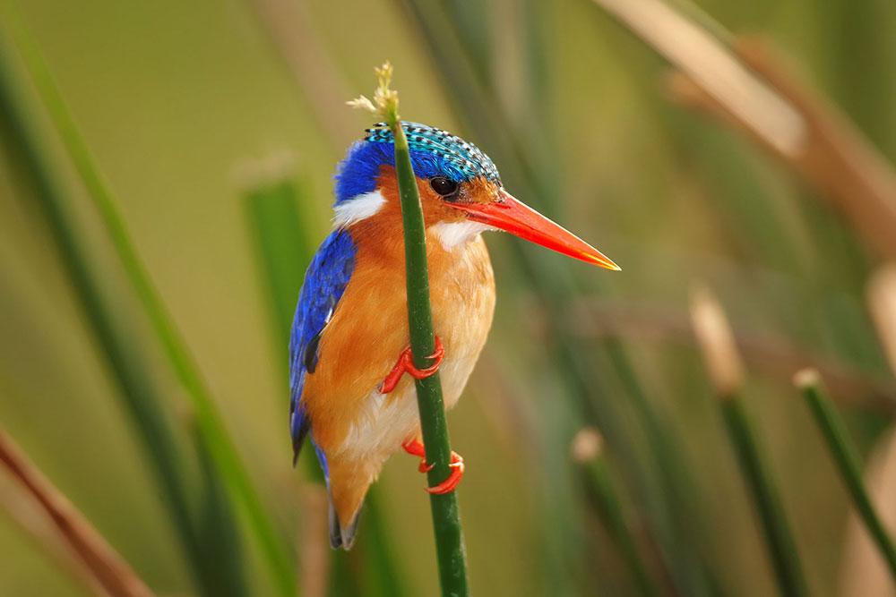 Malachite-Kingfisher
