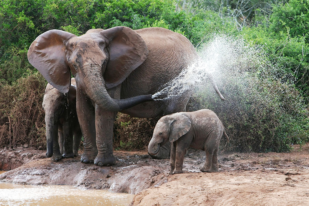 Wildlife-Sanctuaries wildlife sanctuaries